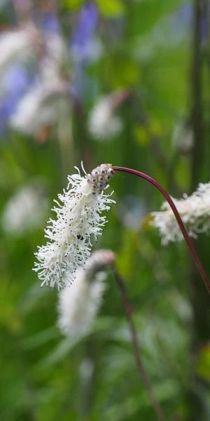 SANGUISORBA Tenuifolia Var. Alba 3 SANGUISORBA Tenuifolia Var. Alba