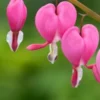 LAMPROCAPNOS Spectabilis -UK Garden Supplies Sales Shop 20170126142832