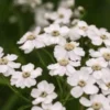 ACHILLEA 'W.B. Childs' -UK Garden Supplies Sales Shop 20170126143235