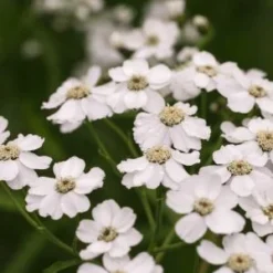 ACHILLEA 'W.B. Childs'