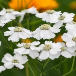 Front Page -UK Garden Supplies Sales Shop 20170126143317