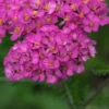 ACHILLEA 'Apfelblute' (Galaxy Series) -UK Garden Supplies Sales Shop 20170126154736