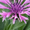 CENTAUREA Montana 'Joyce' -UK Garden Supplies Sales Shop 20170126175350