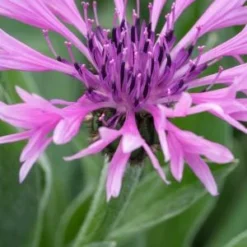 CENTAUREA Montana 'Joyce'