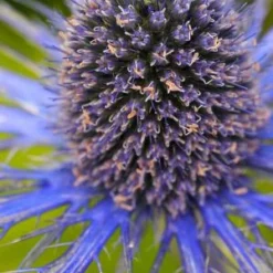 ERYNGIUM X Zabelii 'Neptune's Gold' PBR -UK Garden Supplies Sales Shop 20170126180725