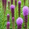 LIATRIS Spicata 'Kobold' -UK Garden Supplies Sales Shop 20170126192447