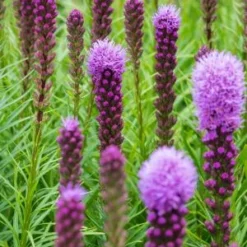 LIATRIS Spicata 'Kobold'