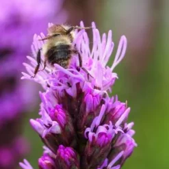 LIATRIS Spicata 'Kobold' -UK Garden Supplies Sales Shop 20170126192704