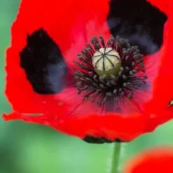 PAPAVER Commutatum (Ladybird Poppy) -UK Garden Supplies Sales Shop 20170126200038