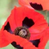 PAPAVER Commutatum (Ladybird Poppy) -UK Garden Supplies Sales Shop 20170126200233
