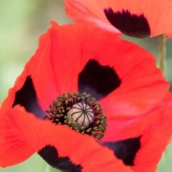 PAPAVER Commutatum (Ladybird Poppy)