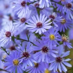 SYMPHYOTRICHUM 'Little Carlow' (cordifolius Hybrid)