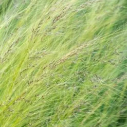 STIPA Tenuissima