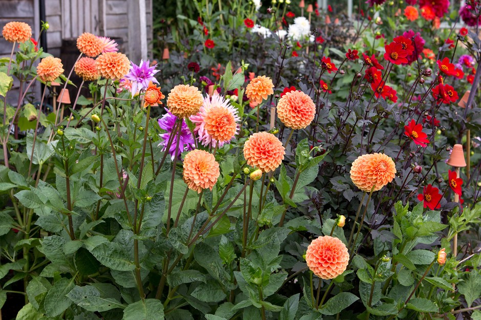 Front Page -UK Garden Supplies Sales Shop 2048x1365 Orange dahlias LI2920842 1459114