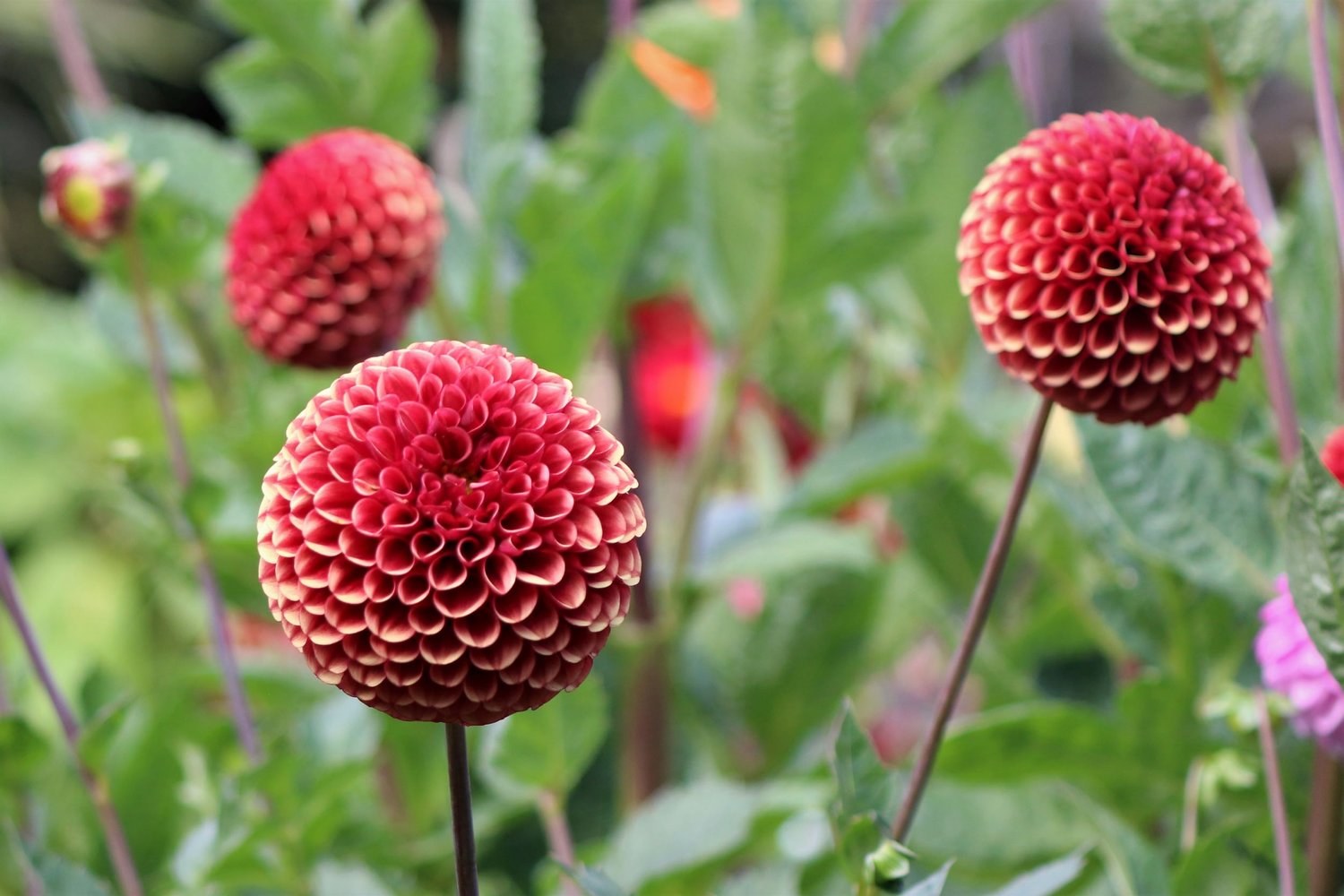 Front Page -UK Garden Supplies Sales Shop IMG 2148
