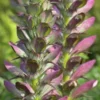 ACANTHUS Spinosus -UK Garden Supplies Sales Shop acanthus spinosus