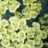 ACHILLEA 'Anthea' PBR -UK Garden Supplies Sales Shop achillea anthea