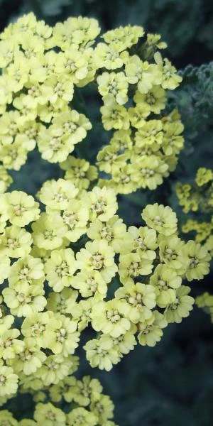 ACHILLEA 'Anthea' PBR 3 ACHILLEA 'Anthea' PBR