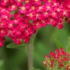 ACHILLEA 'Fanal'