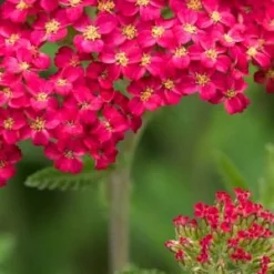 ACHILLEA 'Fanal'
