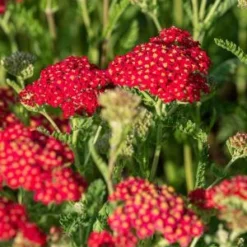 Front Page -UK Garden Supplies Sales Shop achillea fanal 7070044