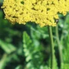 ACHILLEA Filipendulina 'Cloth Of Gold' -UK Garden Supplies Sales Shop achillea filipendula cloth of gold 2