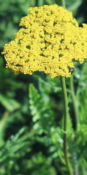 ACHILLEA Filipendulina 'Cloth Of Gold' 3 ACHILLEA Filipendulina 'Cloth Of Gold'