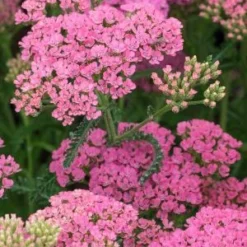 Front Page -UK Garden Supplies Sales Shop achillea gloria jean 6281020