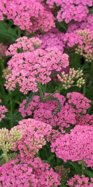 ACHILLEA 'Gloria Jean' 4 ACHILLEA 'Gloria Jean' - Image 2
