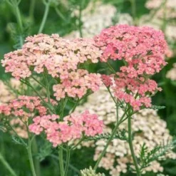 ACHILLEA 'Lachsschonheit' (Galaxy Series) -UK Garden Supplies Sales Shop achillea lachsschonheit 8031151