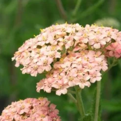Front Page -UK Garden Supplies Sales Shop achillea lachsschonheit galaxy series 6160933