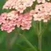 ACHILLEA 'Lachsschonheit' (Galaxy Series) -UK Garden Supplies Sales Shop achillea lachsschonheit galaxy series 6160935
