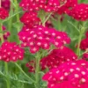 ACHILLEA Millefolium 'Pomegranate' (Tutti Frutti Series) -UK Garden Supplies Sales Shop achillea millefolium pomegranate tutti frutti series 8131055 2