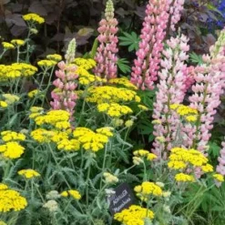 Front Page -UK Garden Supplies Sales Shop achillea moonshine 3