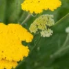 ACHILLEA 'Sunbeam' -UK Garden Supplies Sales Shop achillea sunbeam 6140053