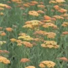 ACHILLEA 'Terracotta'