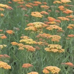 ACHILLEA 'Terracotta'