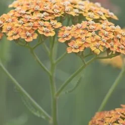 Front Page -UK Garden Supplies Sales Shop achillea terracotta 3