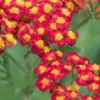 ACHILLEA 'Walther Funcke'