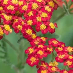 ACHILLEA 'Walther Funcke'