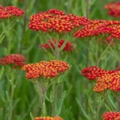 Front Page -UK Garden Supplies Sales Shop achillea walther funcke 7051221