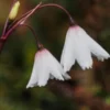 ACIS Autumnalis 1 ACIS Autumnalis -UK Garden Supplies Sales Shop acis autumnalis 8070226 2