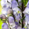 ACONITUM 'Stainless Steel' -UK Garden Supplies Sales Shop aconitum stainless steel