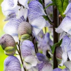 ACONITUM 'Stainless Steel'