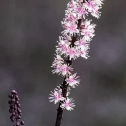 ACTAEA Simplex 'Pink Spike' 7 ACTAEA Simplex 'Pink Spike' -UK Garden Supplies Sales Shop actaea pink spike square web