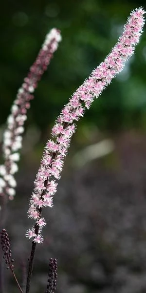ACTAEA Simplex 'Pink Spike' 4 ACTAEA Simplex 'Pink Spike' - Image 2