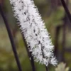 ACTAEA Simplex Atropurpurea Group -UK Garden Supplies Sales Shop actaea simplex atropurpurea group 9290498 2 2
