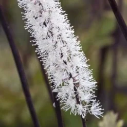 ACTAEA Simplex Atropurpurea Group
