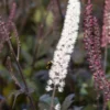 ACTAEA Simplex (Atropurpurea Group) 'Brunette' -UK Garden Supplies Sales Shop actaea simplex atropurpurea group brunette 9161534