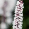 ACTAEA Simplex (Atropurpurea Group) 'James Compton' -UK Garden Supplies Sales Shop actaea simplex atropurpurea group james compton 020519